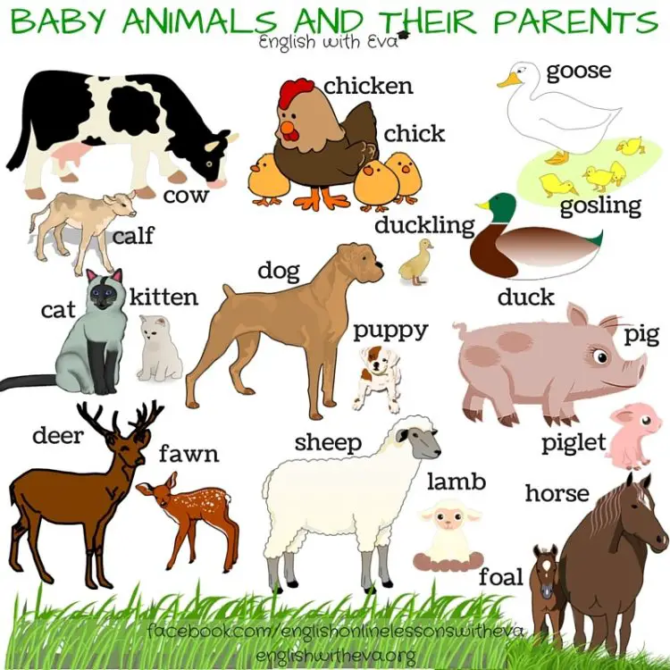 90 Names Of Baby Animals And Their Parents Myenglishteacher Eu Blog