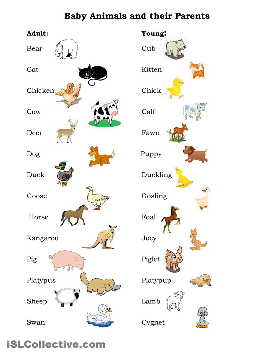 90 Names Of Baby Animals And Their Parents Myenglishteachereu Blog