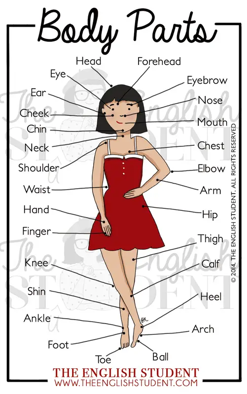 human body parts name with picture in english