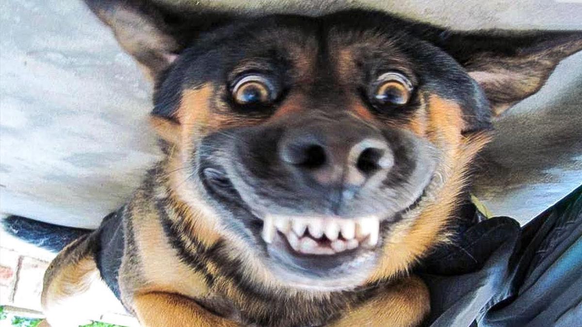 'Video thumbnail for Hilarious and Funny Dogs, You Won't Stop Smiling | Cute Dog Videos | Pawesomepuppy'