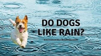 'Video thumbnail for Do dogs like rain? Possibly..'