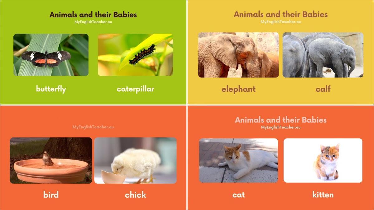 'Video thumbnail for Animals and Their Babies Names in English 🐯'